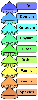 Taxonomy groups
